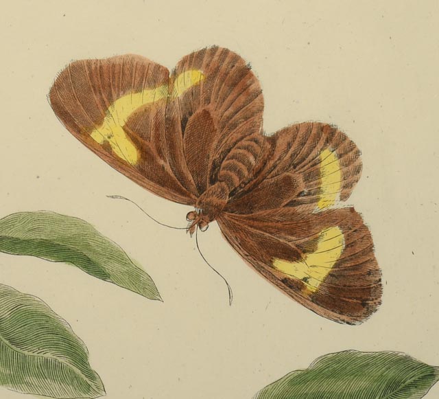 Maria Sibylla Antique Botanical Engraving