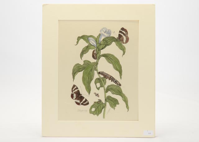 Maria Sibylla Antique Botanical Engraving