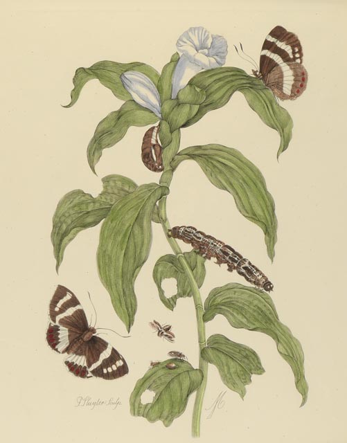 Maria Sibylla Antique Botanical Engraving