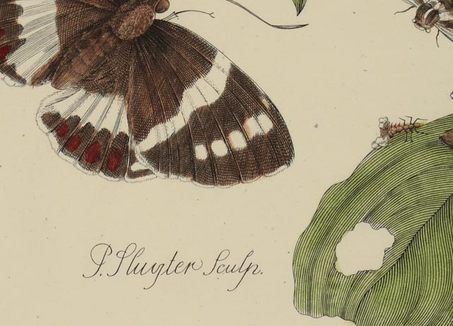 Maria Sibylla Antique Botanical Engraving