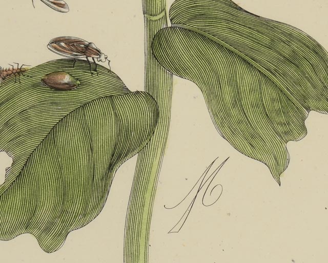 Maria Sibylla Antique Botanical Engraving