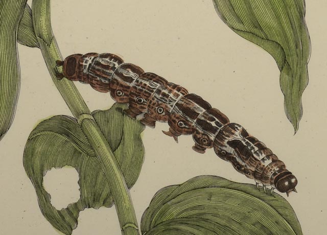 Maria Sibylla Antique Botanical Engraving