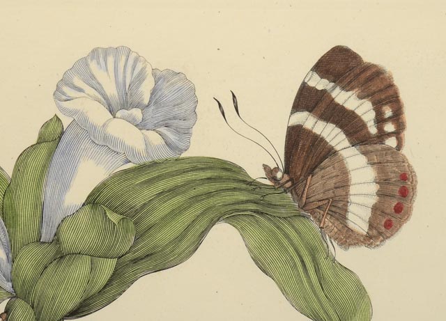 Maria Sibylla Antique Botanical Engraving