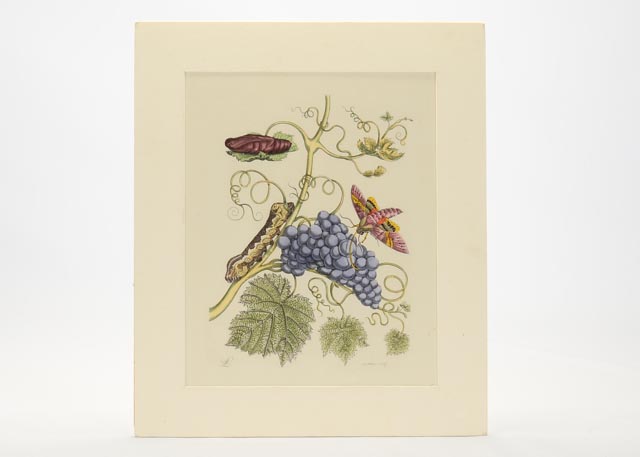 Maria Sibylla Antique Botanical Engraving