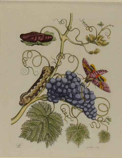 Maria Sibylla Antique Botanical Engraving