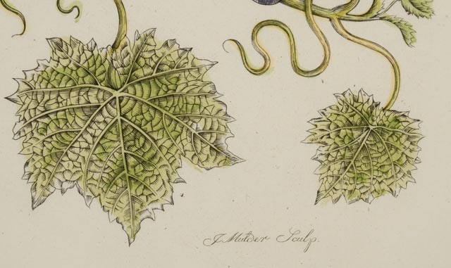 Maria Sibylla Antique Botanical Engraving