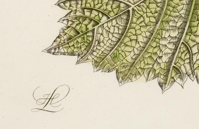 Maria Sibylla Antique Botanical Engraving