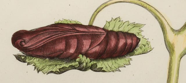 Maria Sibylla Antique Botanical Engraving