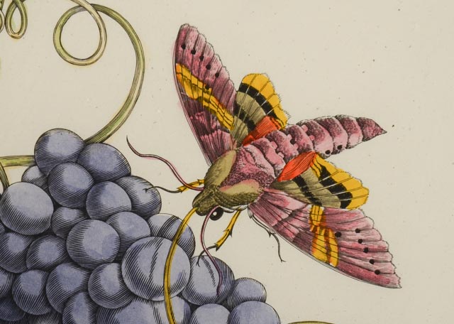 Maria Sibylla Antique Botanical Engraving