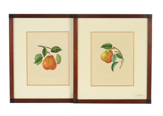 Two Hand Tinted Lithographs from "Annales de Pomologie"