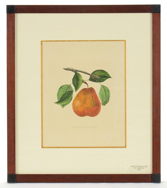 Two Hand Tinted Lithographs from "Annales de Pomologie"