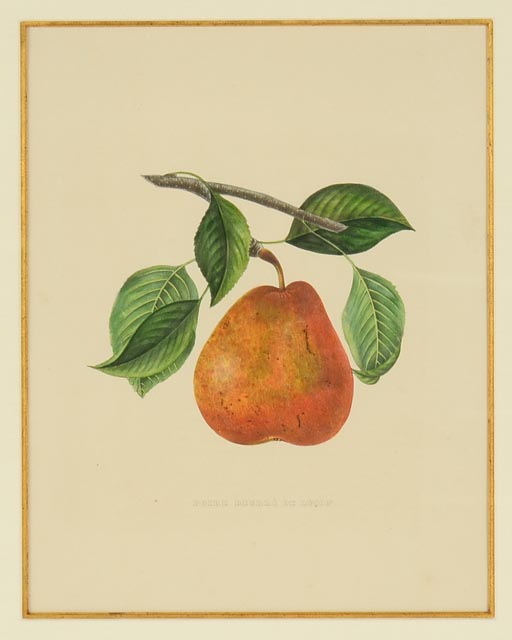Two Hand Tinted Lithographs from "Annales de Pomologie"