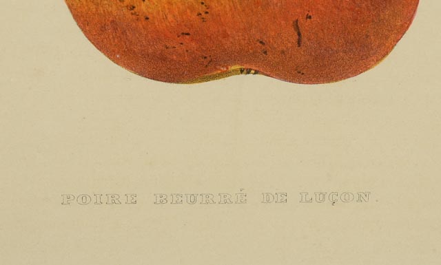 Two Hand Tinted Lithographs from "Annales de Pomologie"