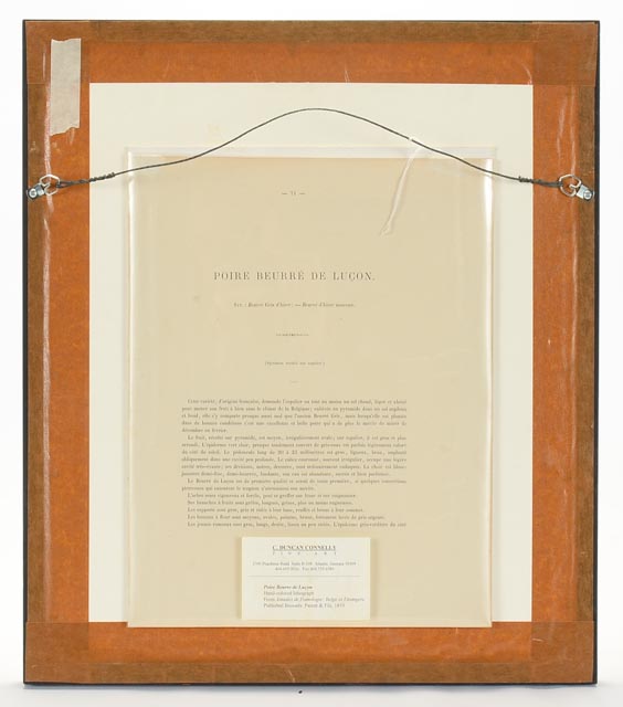 Two Hand Tinted Lithographs from "Annales de Pomologie"