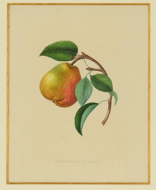 Two Hand Tinted Lithographs from "Annales de Pomologie"
