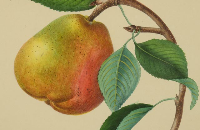 Two Hand Tinted Lithographs from "Annales de Pomologie"