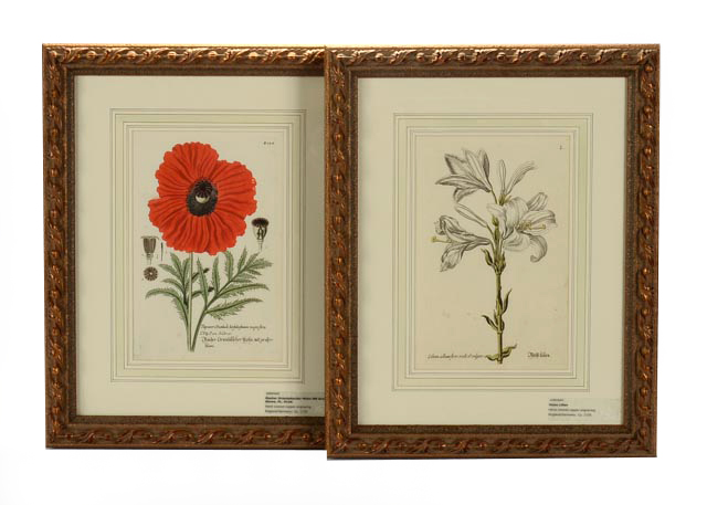 Hand Colored Engravings Circa 1735