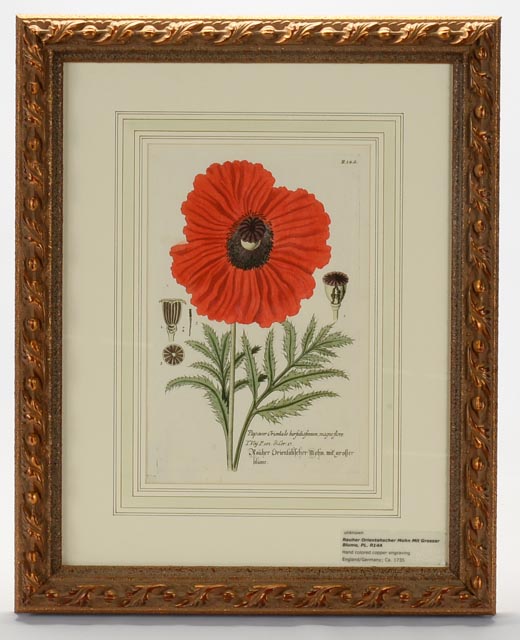 Hand Colored Engravings Circa 1735