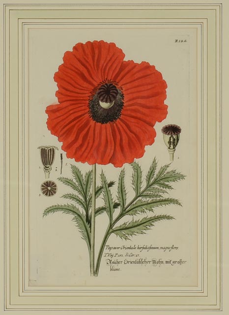 Hand Colored Engravings Circa 1735