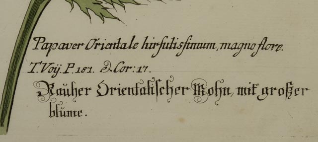 Hand Colored Engravings Circa 1735