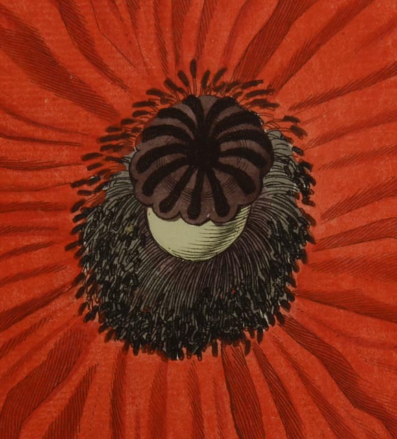 Hand Colored Engravings Circa 1735