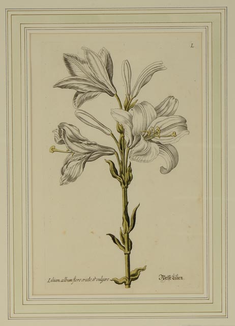 Hand Colored Engravings Circa 1735