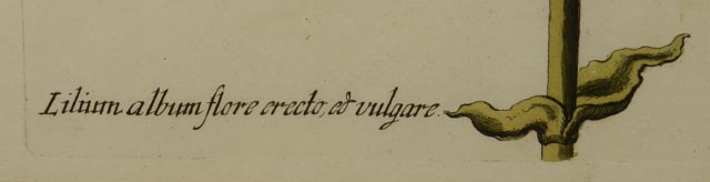 Hand Colored Engravings Circa 1735