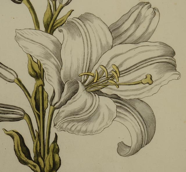 Hand Colored Engravings Circa 1735