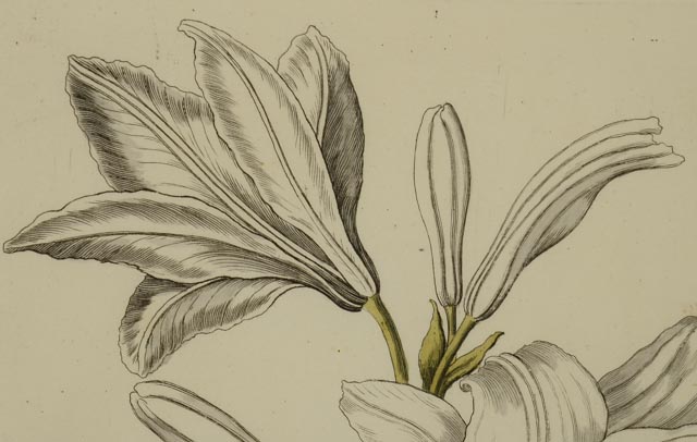 Hand Colored Engravings Circa 1735