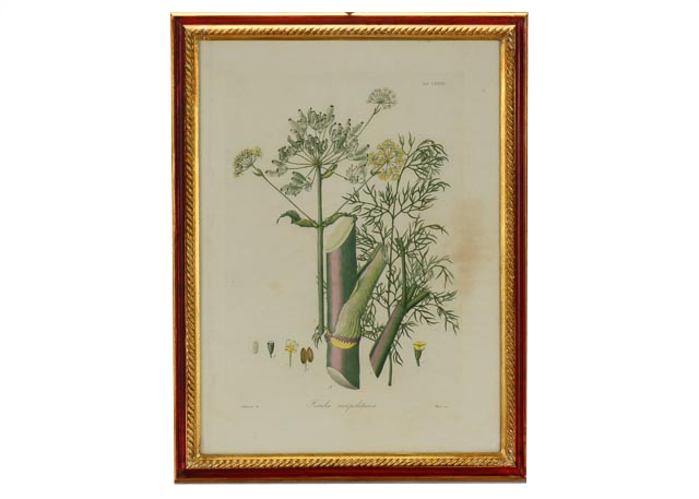 Ferula Neapolitana Botanical Ilustration