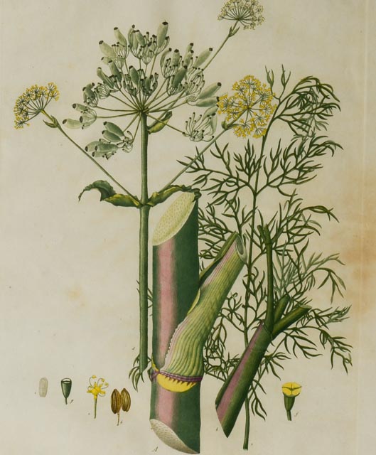 Ferula Neapolitana Botanical Ilustration