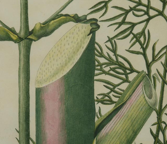 Ferula Neapolitana Botanical Ilustration