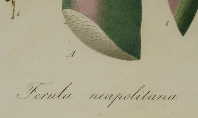 Ferula Neapolitana Botanical Ilustration