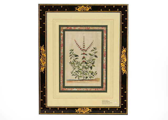 Antique Botanical Engraving by Abraham Munting