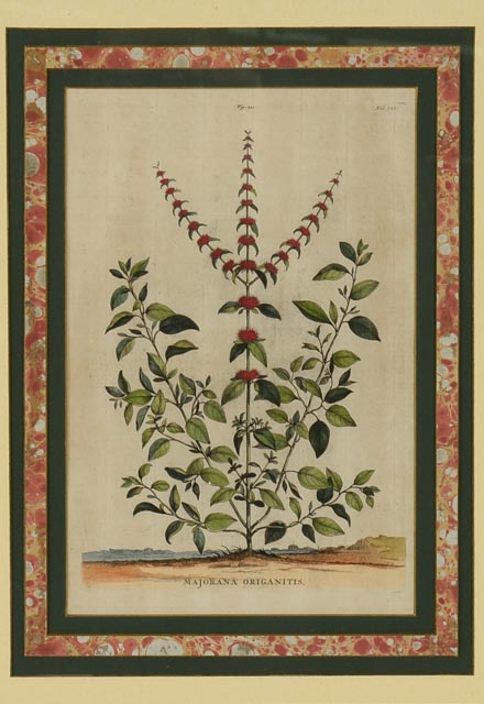 Antique Botanical Engraving by Abraham Munting