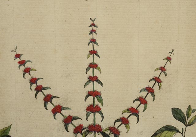 Antique Botanical Engraving by Abraham Munting