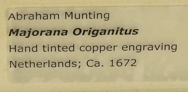 Antique Botanical Engraving by Abraham Munting