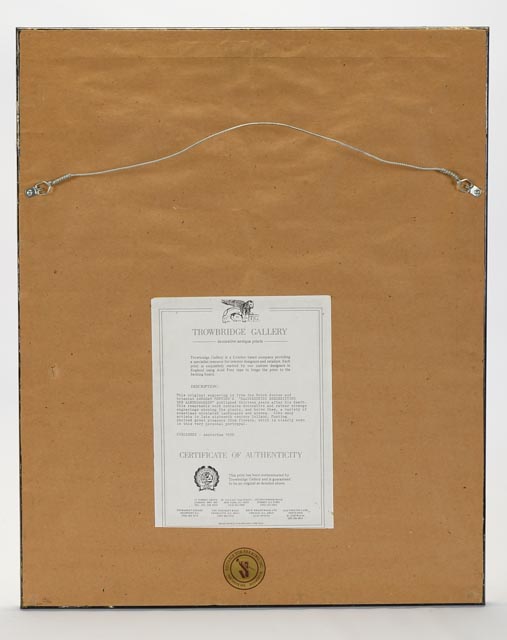 Antique Botanical Engraving by Abraham Munting