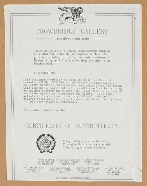 Antique Botanical Engraving by Abraham Munting