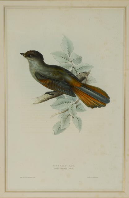 Hand Colored Lithograph Circa 1804-1881