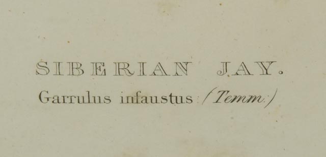 Hand Colored Lithograph Circa 1804-1881