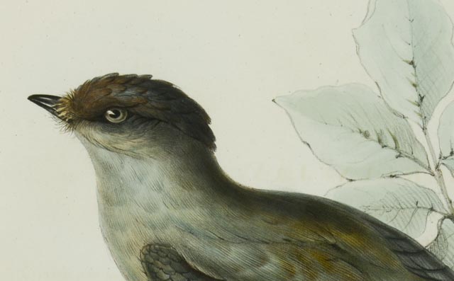 Hand Colored Lithograph Circa 1804-1881