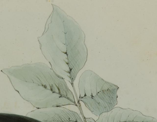 Hand Colored Lithograph Circa 1804-1881