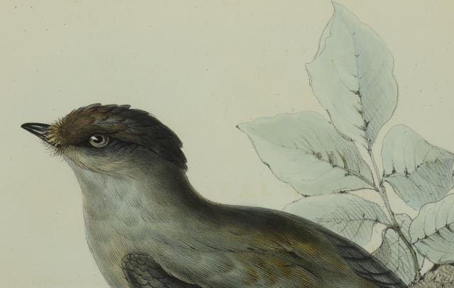 Hand Colored Lithograph Circa 1804-1881