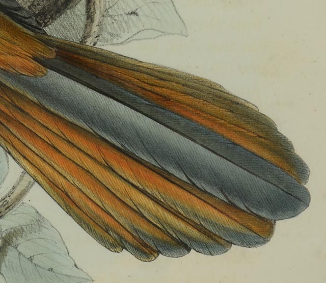 Hand Colored Lithograph Circa 1804-1881