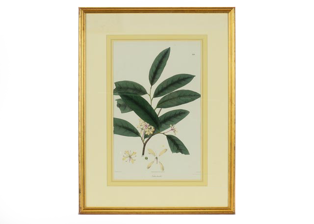 Hand Colored Lithograph Circa 1830