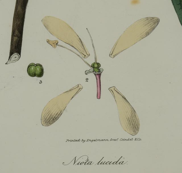 Hand Colored Lithograph Circa 1830