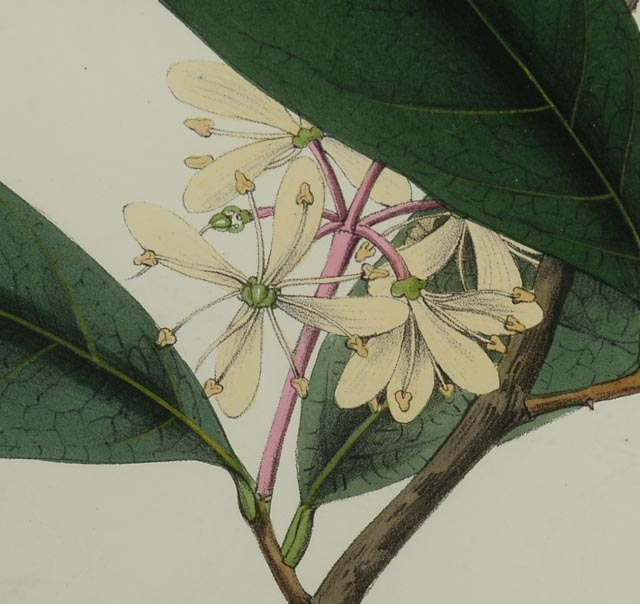 Hand Colored Lithograph Circa 1830