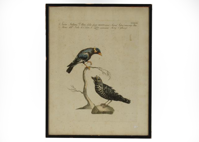 Antique Manetti Xavier Ornithology