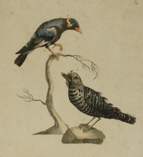 Antique Manetti Xavier Ornithology